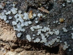 Strossmayeria basitricha