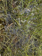 Lithobates palustris