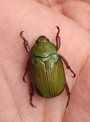 Chrysina orizabae