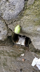 Pelidnota prasina