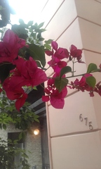 Bougainvillea
