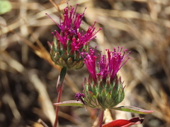 Monardella douglasii
