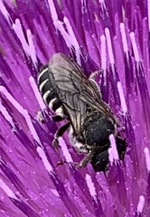 Megachile apicalis