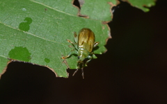 Prasona viridis