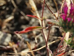 Monardella douglasii