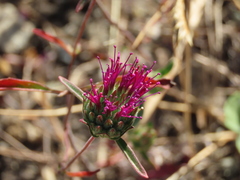 Monardella douglasii
