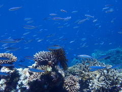 Pterocaesio trilineata
