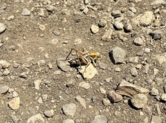 Decticita balli