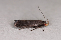 Anacampsis lupinella