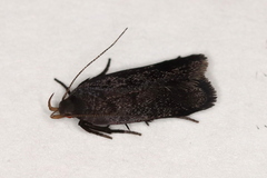 Anacampsis lupinella