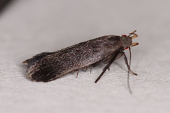 Anacampsis lupinella