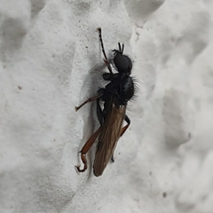 Diptera