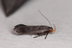 Anacampsis lupinella