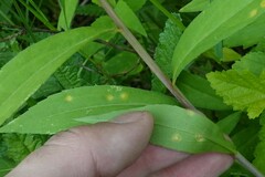 Puccinia dioicae