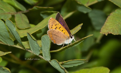 Tharsalea dorcas claytoni