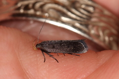 Anacampsis lupinella