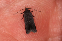 Anacampsis lupinella