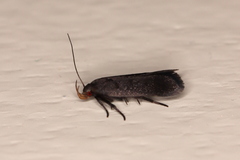 Anacampsis lupinella