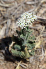 Lepidium thurberi