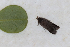 Anacampsis lupinella