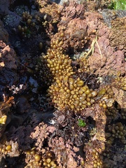 Halosaccion glandiforme