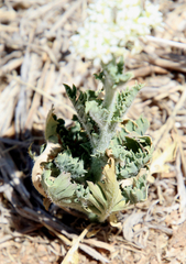 Lepidium thurberi