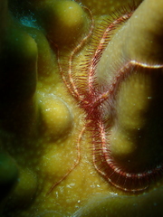 Ophiothrix purpurea