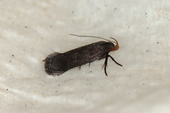 Anacampsis lupinella
