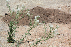 Lepidium thurberi