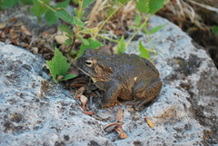 Anaxyrus microscaphus