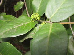 Mystroxylon aethiopicum