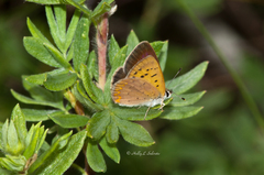 Tharsalea dorcas claytoni