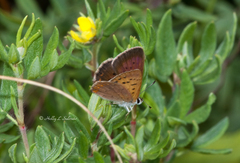 Tharsalea dorcas claytoni