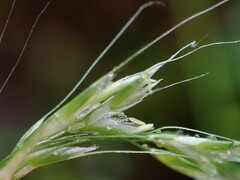 Trisetum cernuum
