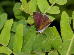 Tharsalea dorcas claytoni