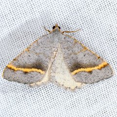 Macaria guenearia