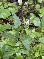 Melampyrum lineare