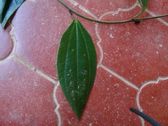 Passiflora viridescens