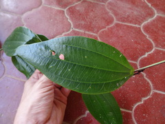 Passiflora viridescens