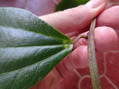 Passiflora viridescens