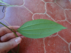 Passiflora viridescens