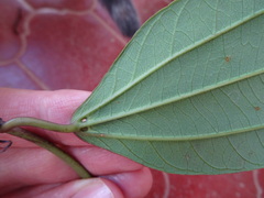 Passiflora viridescens