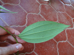 Passiflora viridescens