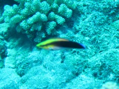 Labroides pectoralis