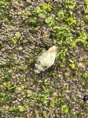 Acanthinucella spirata