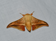 Gonogramma lemoulti