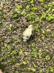 Acanthinucella spirata