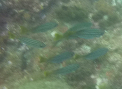 Parapristipoma octolineatum