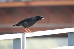 Acridotheres cristatellus formosanus