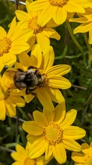 Bombus vancouverensis vancouverensis